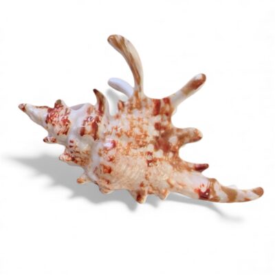 Hair Claw - Big Seashell in Orange