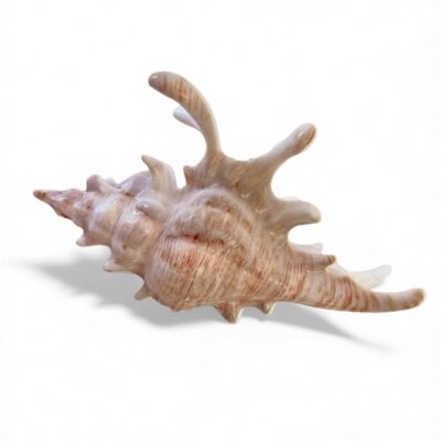 Hair Claw - Big Seashell in Beige